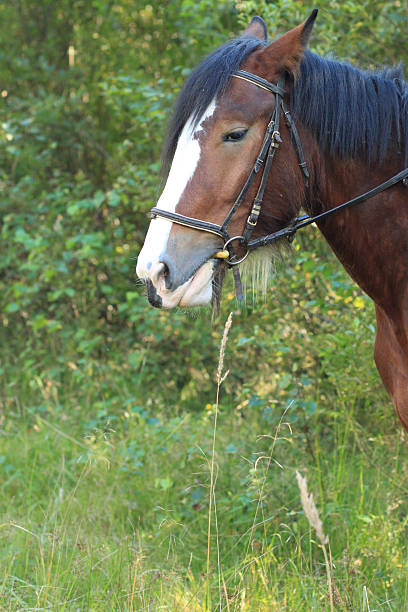 Cabeza de caballo - foto de stock