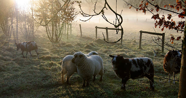 istock Flock of sheep in the morning 465897242