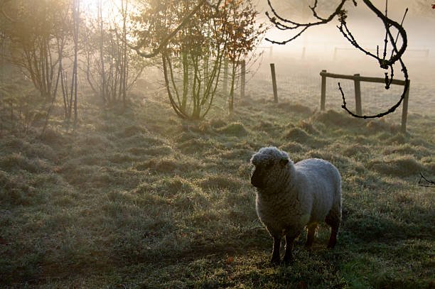 istock Sheep in the morning dew 465897248