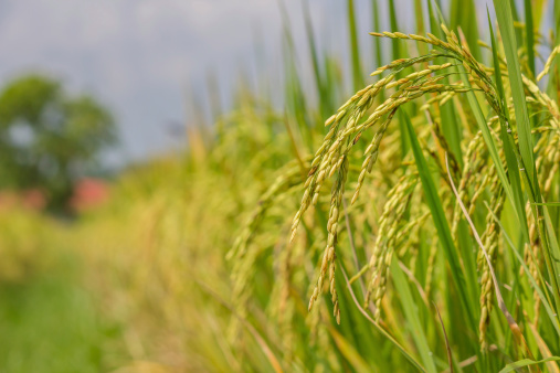 rice field in thailand, asia