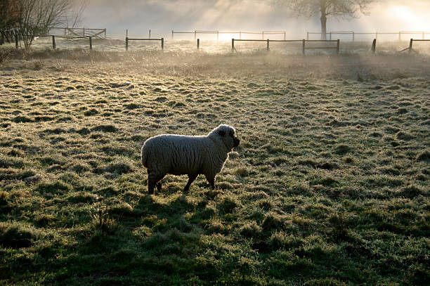 istock Sheep in the morning dew 465897256