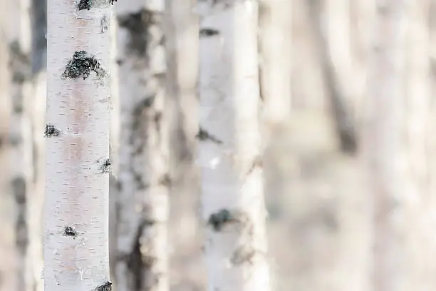 Close-up of birch in Finland