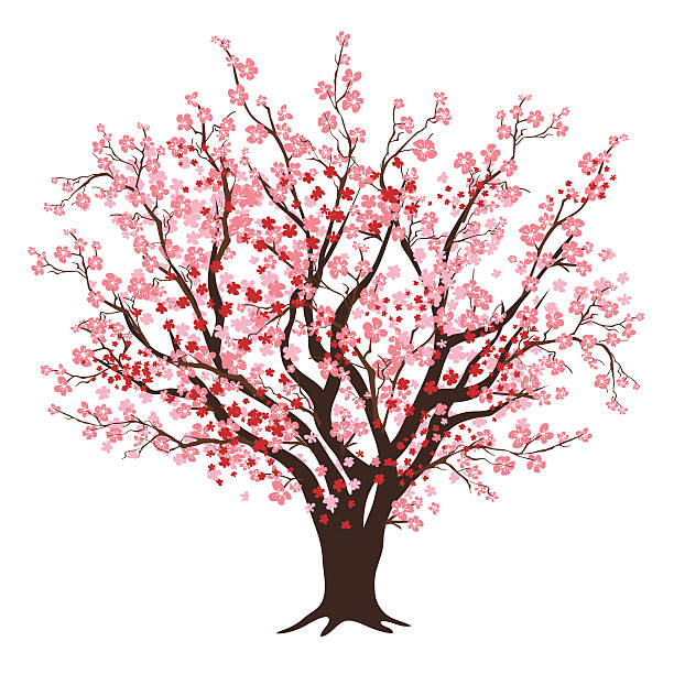 ilustraciones, imágenes clip art, dibujos animados e iconos de stock de rosa rojas y cerezos en flor en plena floración árbol - cerezo