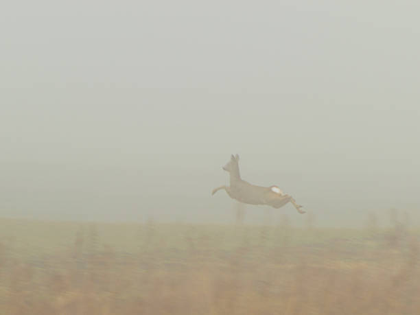 deer in the fog