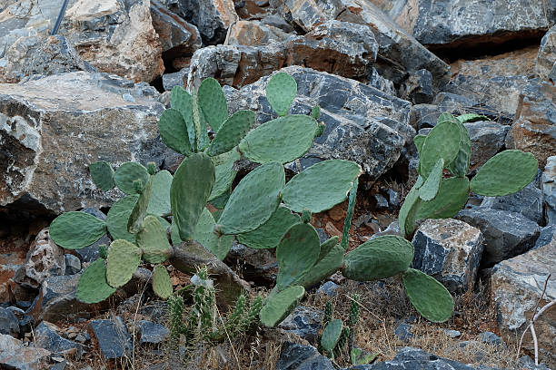 istock Cactus Nopal with mountains at Greece 465898346