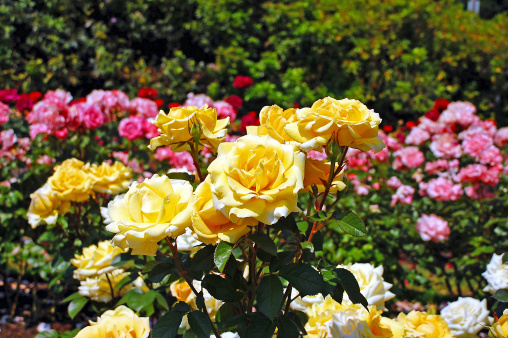 Yellow spring roses