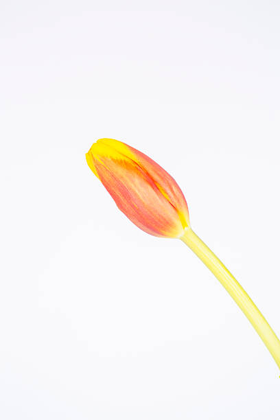 istock one red and yellow tulip on a white background 465901314