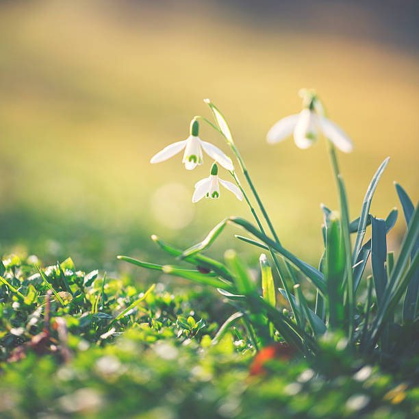 istock Snowdrops [Galanthus nivalis] 465901652