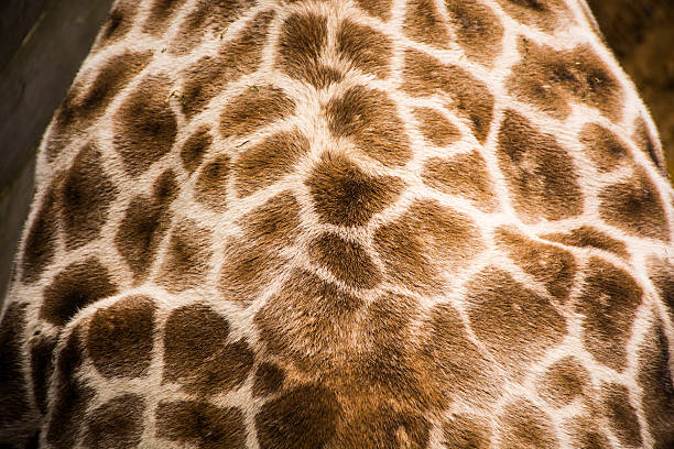 istock Close up of giraffe skin pattern 465902064