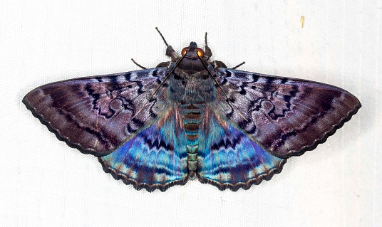 Granny's cloak moth. The colour is largely the result of refraction from the flash.