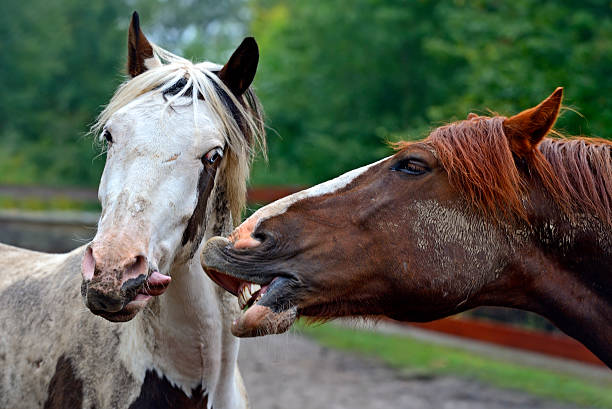 istock Portrait of a horse fall 465902487