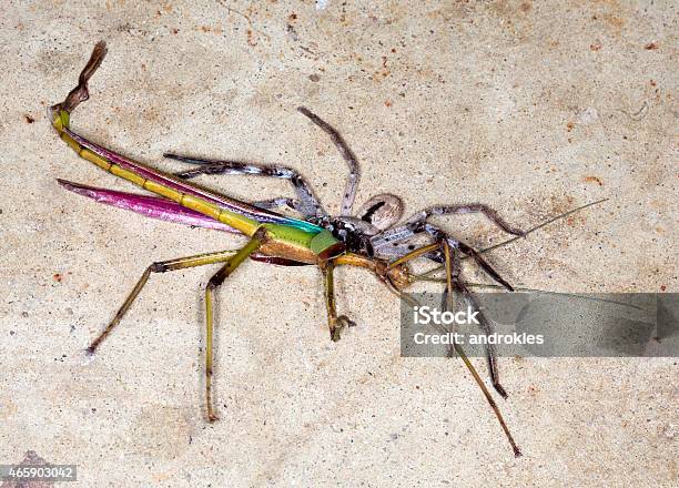 Foto de Aranha Heteropoda Assistir Um Grande Phasmid e mais fotos de stock de 2015 - 2015, Aranha - Aracnídeo, Bicho-Pau