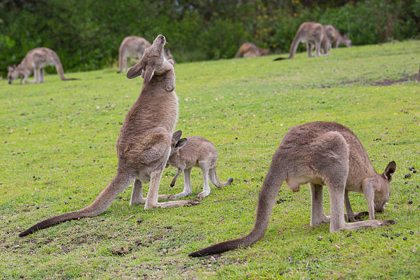 istock Female Kangaroo with Joey 465903496