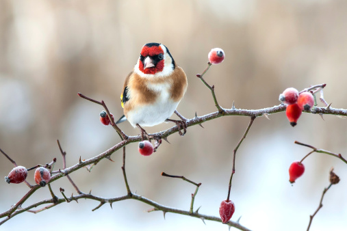 European Goldfinch with frozen red rose hips