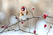 European Goldfinch with frozen red rose hips.