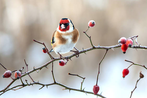 European Goldfinch with frozen red rose hips. European Goldfinch with frozen red rose hips twig stick wood branch stock pictures, royalty-free photos & images