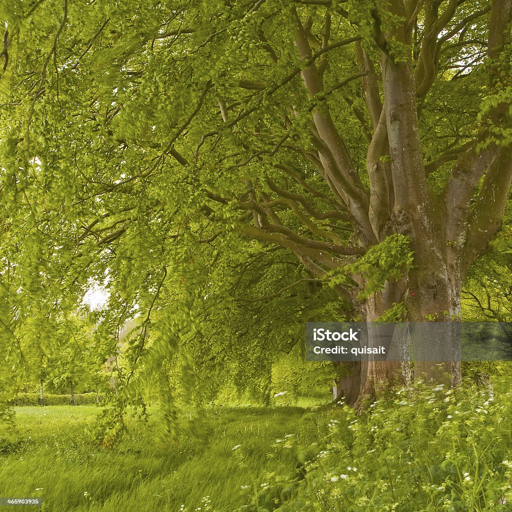 Beech avenue spring The beech avenue at Kingston Lacy in Dorset, England.The beech avenue at Kingston Lacy in Dorset, England. Avenue Stock Photo