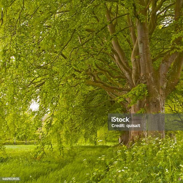 Beech Avenue Spring Stock Photo - Download Image Now - Avenue, England, History