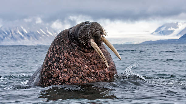 Walrus, Odobenus rosmarus, walrus walrus in front of an glacier walrus photos stock pictures, royalty-free photos & images