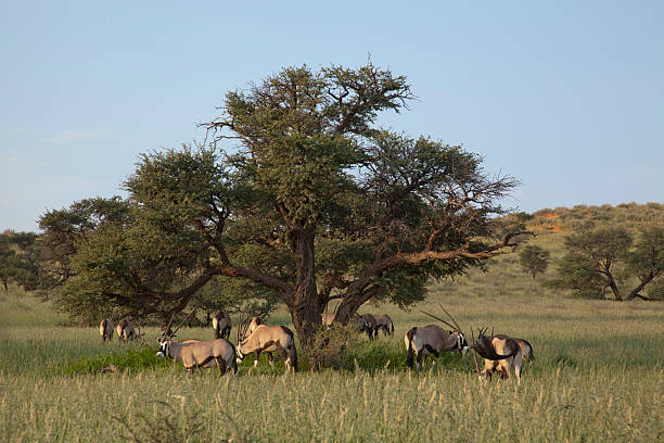istock Spiessbock,  Oryx gazella, Gemsbok 465904039