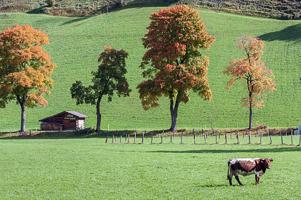 istock Alpen cow on a green meadow. 465904097