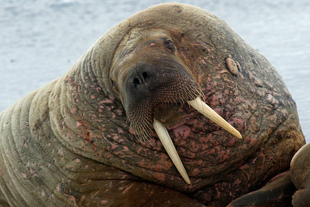 istock Walrus, Odobenus rosmarus, walrus 465904369