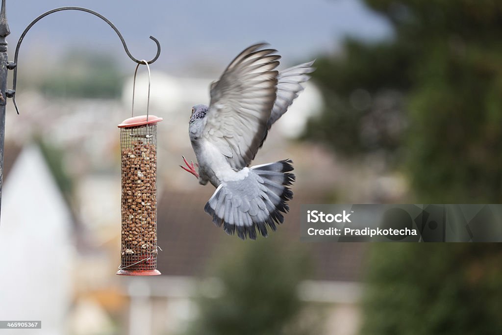 Pigeon Flying to Bird Feeding Station Pigeon Flying to a Bird Feeding Station with Wings Open. Animal Stock Photo