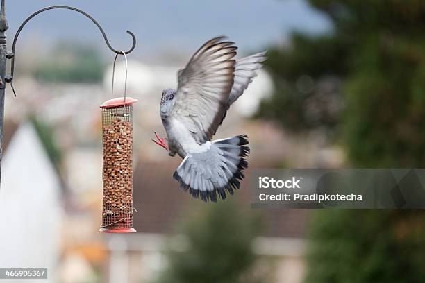 Pigeon Flying To Bird Feeding Station Stock Photo - Download Image Now - Animal, Animal Body Part, Animal Wildlife