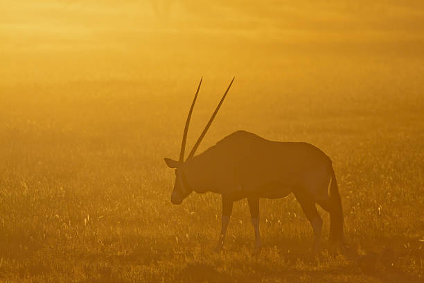 istock Spiessbock,  Oryx gazella, Gemsbok 465905443