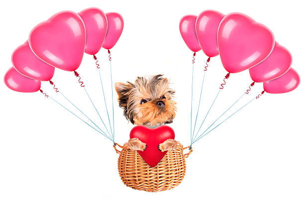 istock valentine dog flying in a basket with balloons 465905787
