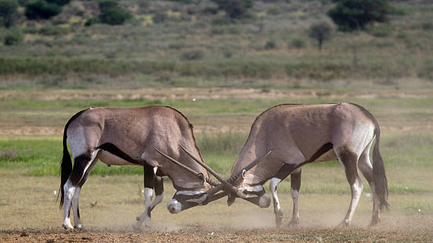 istock Spiessbock,  Oryx gazella, Gemsbok 465906249