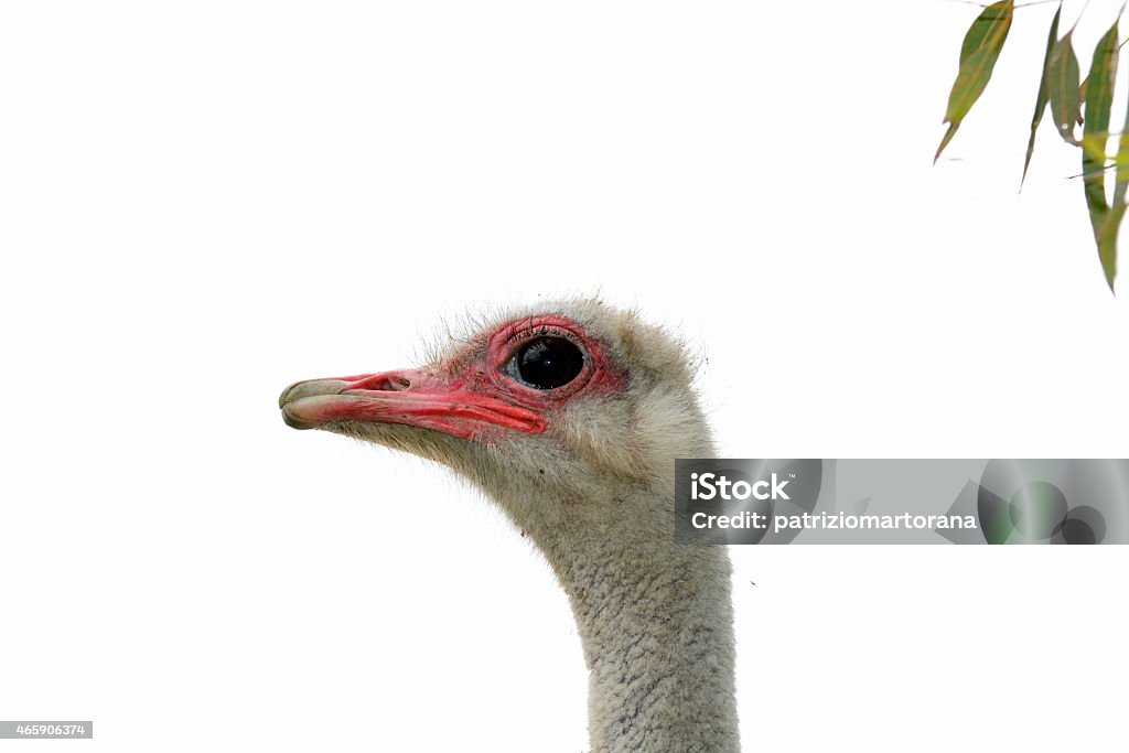 Face Ostrich A front head portrait of an African Ostrich with funny expression in the face watching other ostriches and wildlife in a game reserve. 2015 Stock Photo