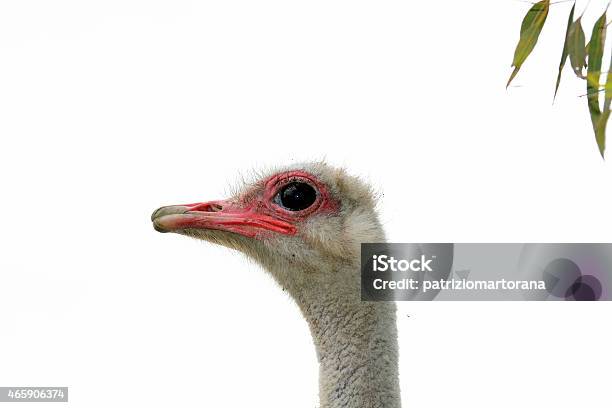 Face Ostrich Stock Photo - Download Image Now - 2015, Africa, Animal