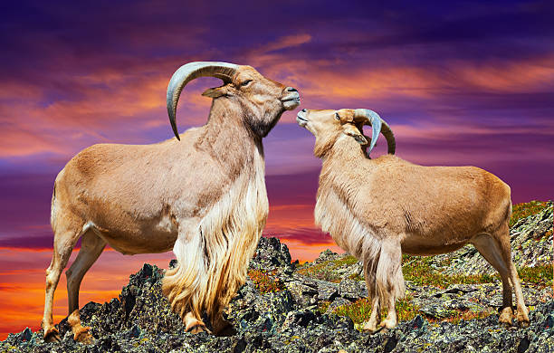 kochać para z sheeps grzywiasta - paridigitate mammals zdjęcia i obrazy z banku zdjęć
