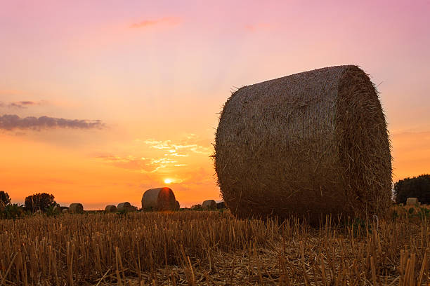 istock Hay bale at sunset in Hungary 465906851