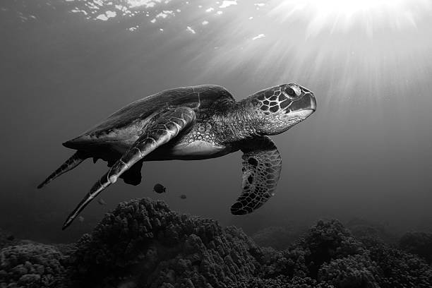 istock Turtle underwater inmiddle of the sea - black white 465907091
