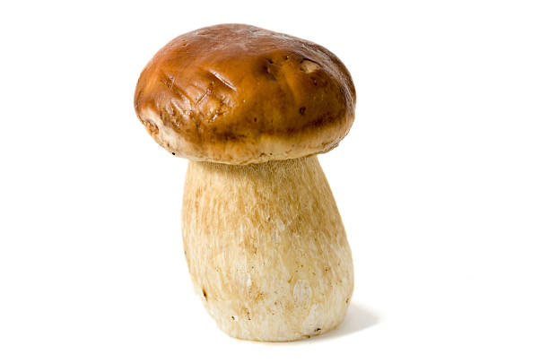 Boletus Edulis (var. Aereus) stock photo