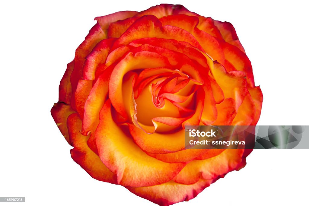 Yellow-red rose Yellow-red rose on a white background 2015 Stock Photo