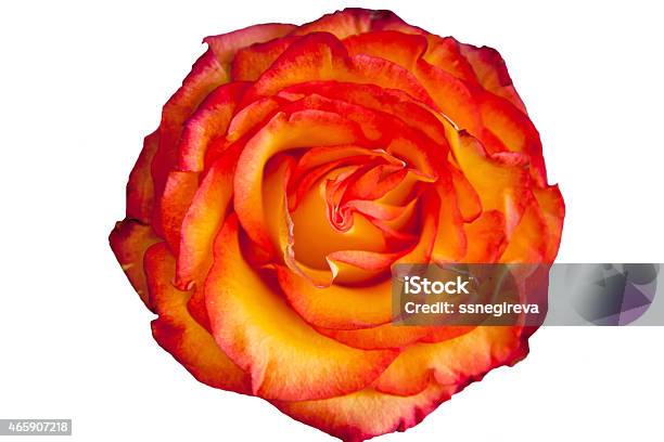 Yellowred Rose Stock Photo - Download Image Now - 2015, Bud, Celebration