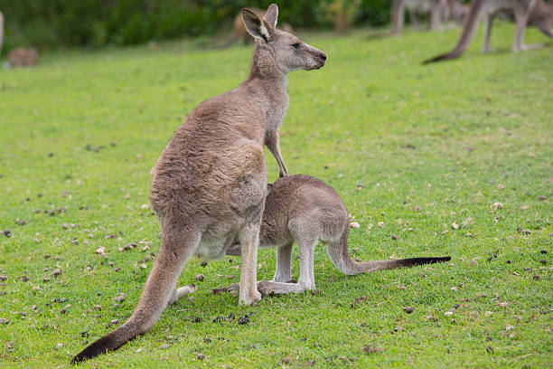 istock Female Kangaroo with joey 465907662