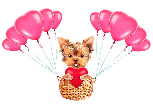 istock valentine dog flying in a basket with balloons 465909417