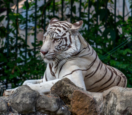 White Tiger On a Rock In Zoo