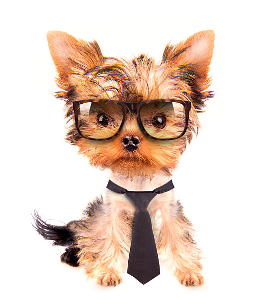 istock business dog with tie and glasses 465909763