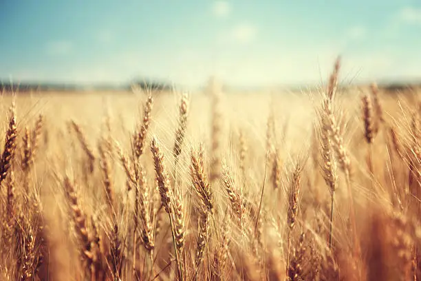 Photo of golden wheat field and sunny day