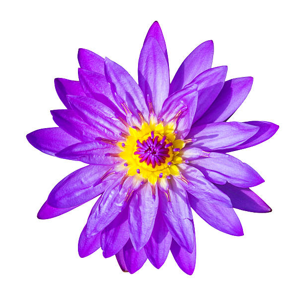 istock Purple lotus flower isolated. 465910993