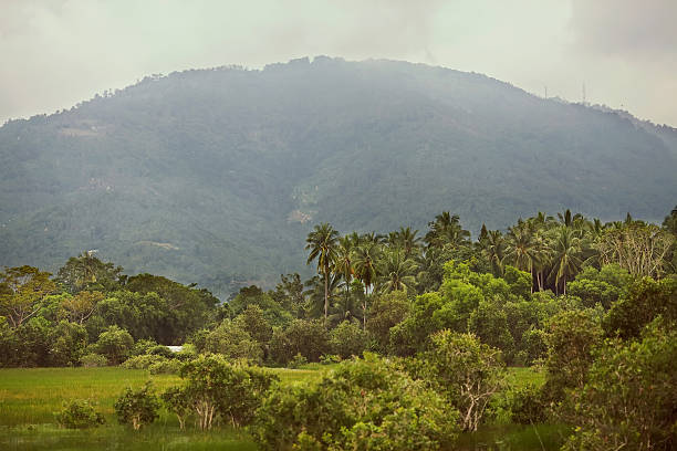 istock tropical palm trees in the mountains 465911040