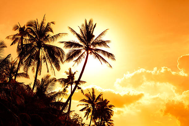 istock palm trees on the island 465911090