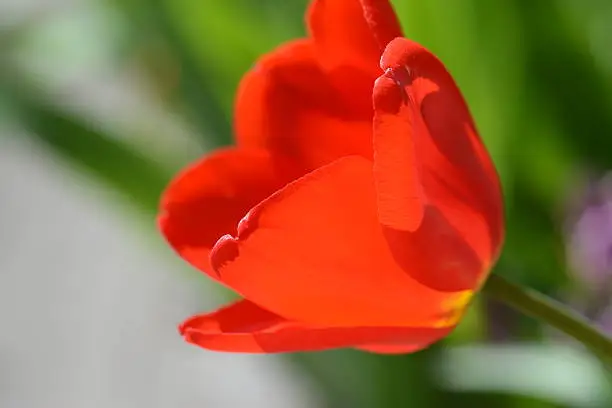 red tulip flower.