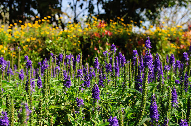 istock Purple flowers 465911227