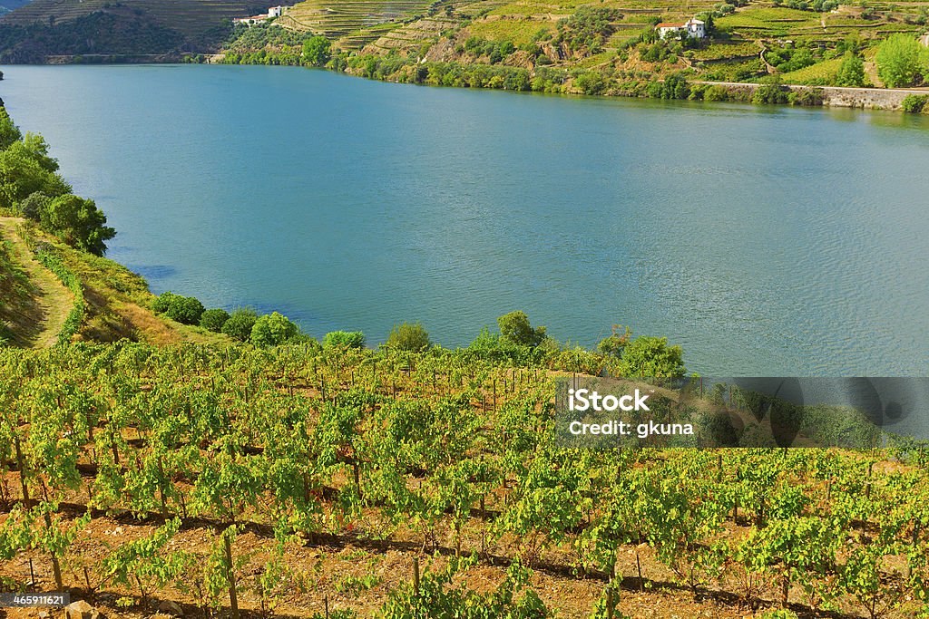 Vineyards Vineyards in the Valley of the River Douro, Portugal Agricultural Field Stock Photo